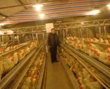 養雞上料機圖片